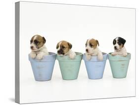 Jack Russell Terrier Dog Puppies in Flowerpots-null-Stretched Canvas