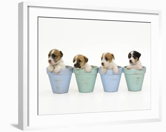 Jack Russell Terrier Dog Puppies in Flowerpots-null-Framed Photographic Print