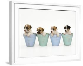 Jack Russell Terrier Dog Puppies in Flowerpots-null-Framed Photographic Print