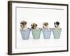 Jack Russell Terrier Dog Puppies in Flowerpots-null-Framed Photographic Print