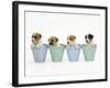 Jack Russell Terrier Dog Puppies in Flowerpots-null-Framed Photographic Print