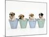 Jack Russell Terrier Dog Puppies in Flowerpots-null-Mounted Photographic Print