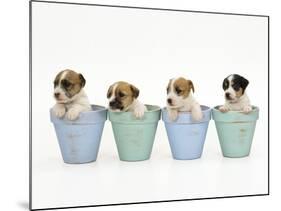 Jack Russell Terrier Dog Puppies in Flowerpots-null-Mounted Photographic Print