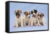 Jack Russell Terrier Dog Puppies on Blue Gingham-null-Framed Stretched Canvas