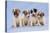 Jack Russell Terrier Dog Puppies on Blue Gingham-null-Stretched Canvas