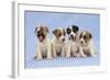 Jack Russell Terrier Dog Puppies on Blue Gingham-null-Framed Photographic Print