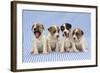 Jack Russell Terrier Dog Puppies on Blue Gingham-null-Framed Photographic Print