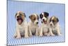 Jack Russell Terrier Dog Puppies on Blue Gingham-null-Mounted Photographic Print