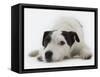 Jack Russell Terrier Lying Down-Russell Glenister-Framed Stretched Canvas