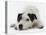 Jack Russell Terrier Lying Down-Russell Glenister-Stretched Canvas