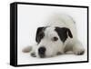 Jack Russell Terrier Lying Down-Russell Glenister-Framed Stretched Canvas