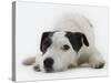 Jack Russell Terrier Lying Down-Russell Glenister-Stretched Canvas