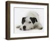 Jack Russell Terrier Lying Down-Russell Glenister-Framed Photographic Print