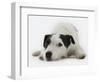 Jack Russell Terrier Lying Down-Russell Glenister-Framed Photographic Print