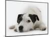 Jack Russell Terrier Lying Down-Russell Glenister-Mounted Photographic Print