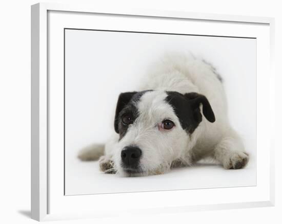 Jack Russell Terrier Lying Down-Russell Glenister-Framed Photographic Print