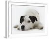 Jack Russell Terrier Lying Down-Russell Glenister-Framed Photographic Print