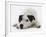 Jack Russell Terrier Lying Down-Russell Glenister-Framed Photographic Print