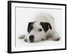 Jack Russell Terrier Lying Down-Russell Glenister-Framed Photographic Print