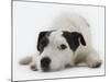 Jack Russell Terrier Lying Down-Russell Glenister-Mounted Photographic Print