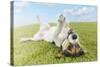 Jack Russell Terrier Lying on Back in Grass with Extending Paw-Nosnibor137-Stretched Canvas