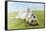 Jack Russell Terrier Lying on Back in Grass with Extending Paw-Nosnibor137-Framed Stretched Canvas