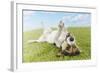 Jack Russell Terrier Lying on Back in Grass with Extending Paw-Nosnibor137-Framed Photographic Print