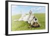 Jack Russell Terrier Lying on Back in Grass with Extending Paw-Nosnibor137-Framed Photographic Print