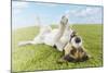 Jack Russell Terrier Lying on Back in Grass with Extending Paw-Nosnibor137-Mounted Photographic Print