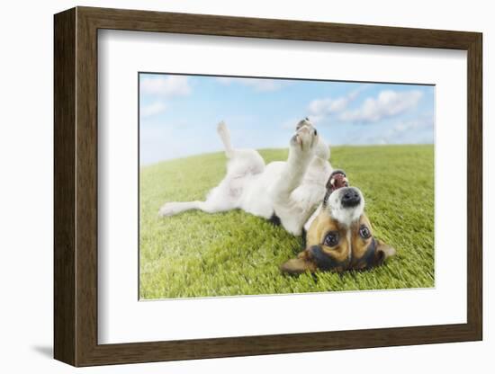 Jack Russell Terrier Lying on Back in Grass with Extending Paw-Nosnibor137-Framed Photographic Print