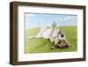 Jack Russell Terrier Lying on Back in Grass with Extending Paw-Nosnibor137-Framed Photographic Print