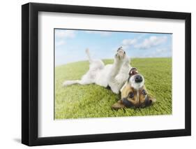 Jack Russell Terrier Lying on Back in Grass with Extending Paw-Nosnibor137-Framed Photographic Print