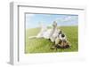 Jack Russell Terrier Lying on Back in Grass with Extending Paw-Nosnibor137-Framed Photographic Print