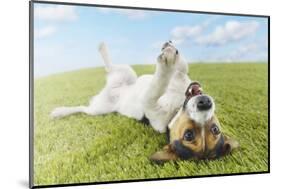 Jack Russell Terrier Lying on Back in Grass with Extending Paw-Nosnibor137-Mounted Photographic Print