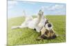 Jack Russell Terrier Lying on Back in Grass with Extending Paw-Nosnibor137-Mounted Photographic Print