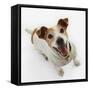 Jack Russell Terrier Panting-Russell Glenister-Framed Stretched Canvas