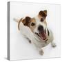 Jack Russell Terrier Panting-Russell Glenister-Stretched Canvas