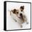 Jack Russell Terrier Panting-Russell Glenister-Framed Stretched Canvas