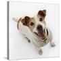 Jack Russell Terrier Panting-Russell Glenister-Stretched Canvas