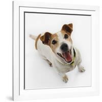 Jack Russell Terrier Panting-Russell Glenister-Framed Photographic Print