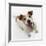 Jack Russell Terrier Panting-Russell Glenister-Framed Photographic Print