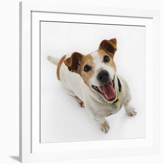 Jack Russell Terrier Panting-Russell Glenister-Framed Photographic Print