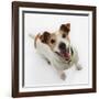 Jack Russell Terrier Panting-Russell Glenister-Framed Photographic Print