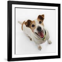 Jack Russell Terrier Panting-Russell Glenister-Framed Photographic Print