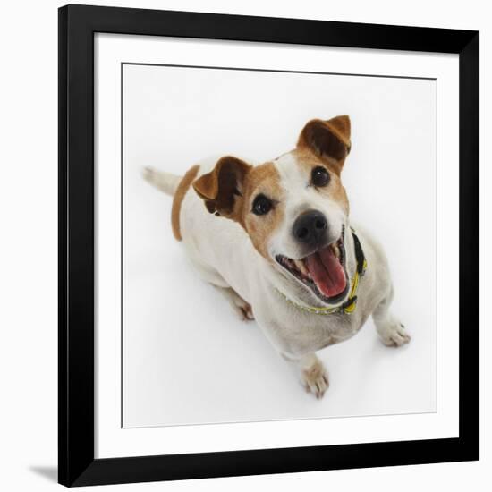 Jack Russell Terrier Panting-Russell Glenister-Framed Photographic Print