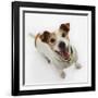 Jack Russell Terrier Panting-Russell Glenister-Framed Photographic Print