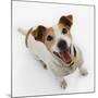 Jack Russell Terrier Panting-Russell Glenister-Mounted Photographic Print