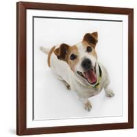 Jack Russell Terrier Panting-Russell Glenister-Framed Photographic Print