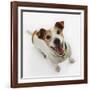 Jack Russell Terrier Panting-Russell Glenister-Framed Photographic Print