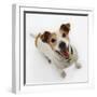 Jack Russell Terrier Panting-Russell Glenister-Framed Photographic Print